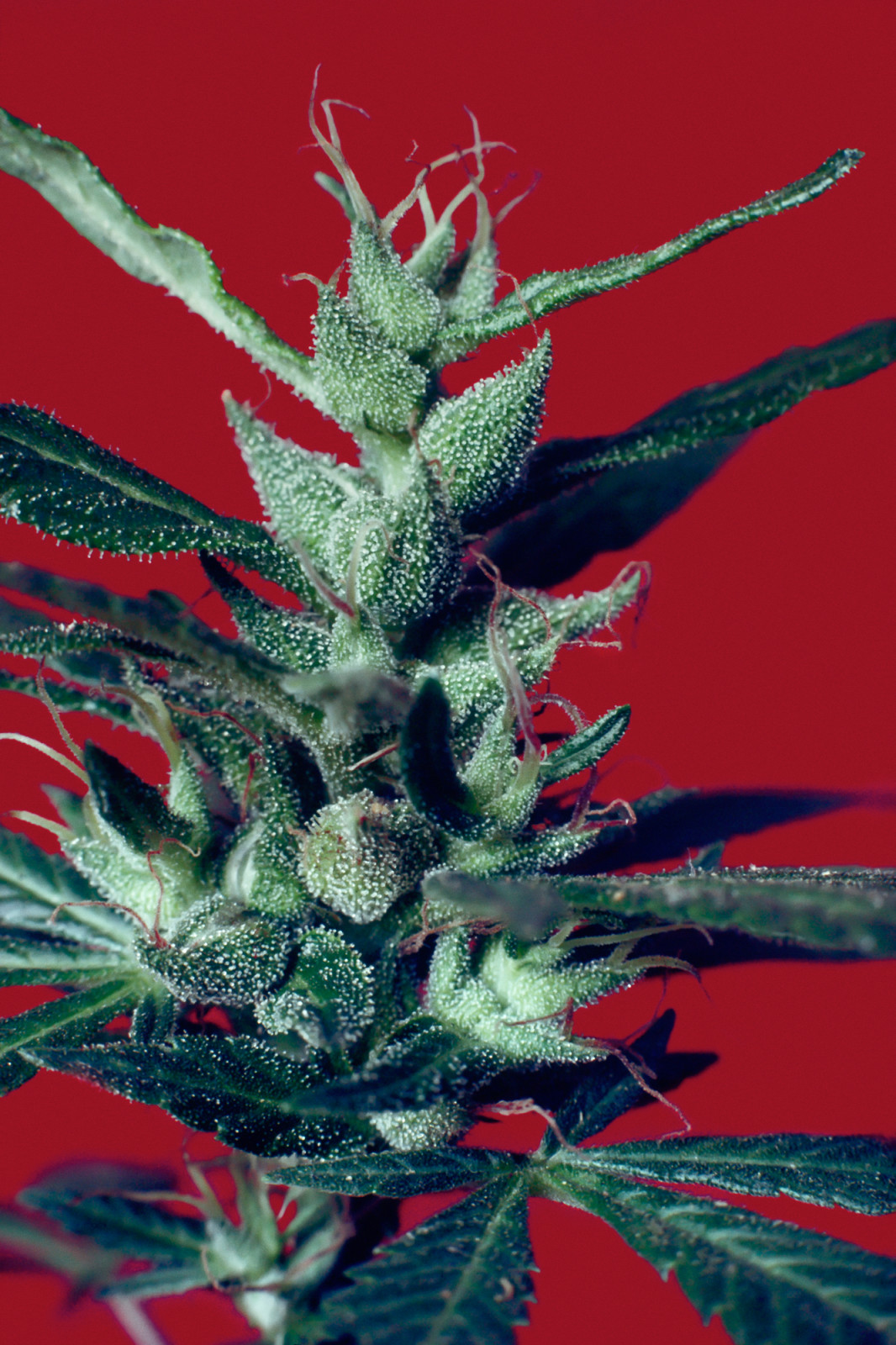 Mel Frank, When We Were Criminals